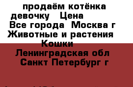 продаём котёнка девочку › Цена ­ 6 500 - Все города, Москва г. Животные и растения » Кошки   . Ленинградская обл.,Санкт-Петербург г.